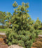 Mexican Weeping Pine